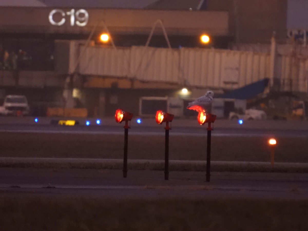 Snowy Owl - ML647478442