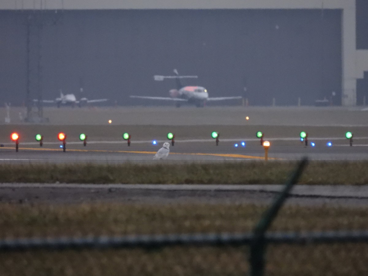 Snowy Owl - ML647478443