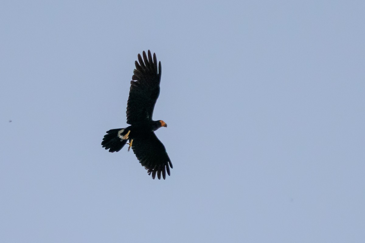 Siyah Karakara - ML647478447