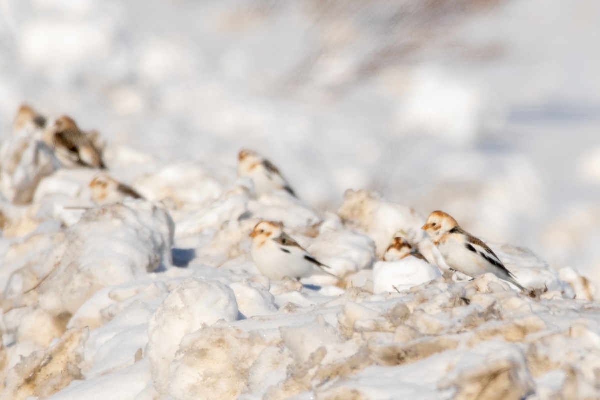 Snow Bunting - ML647478461