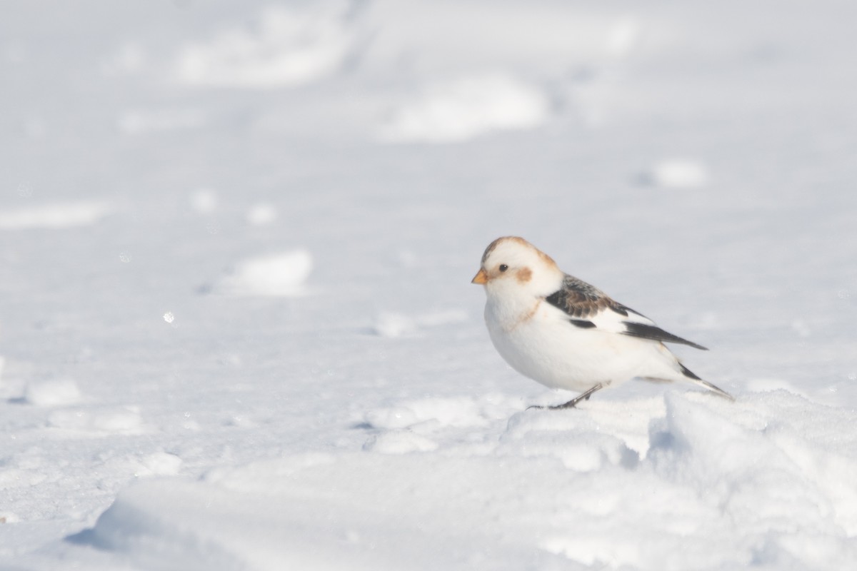 Snow Bunting - ML647478462