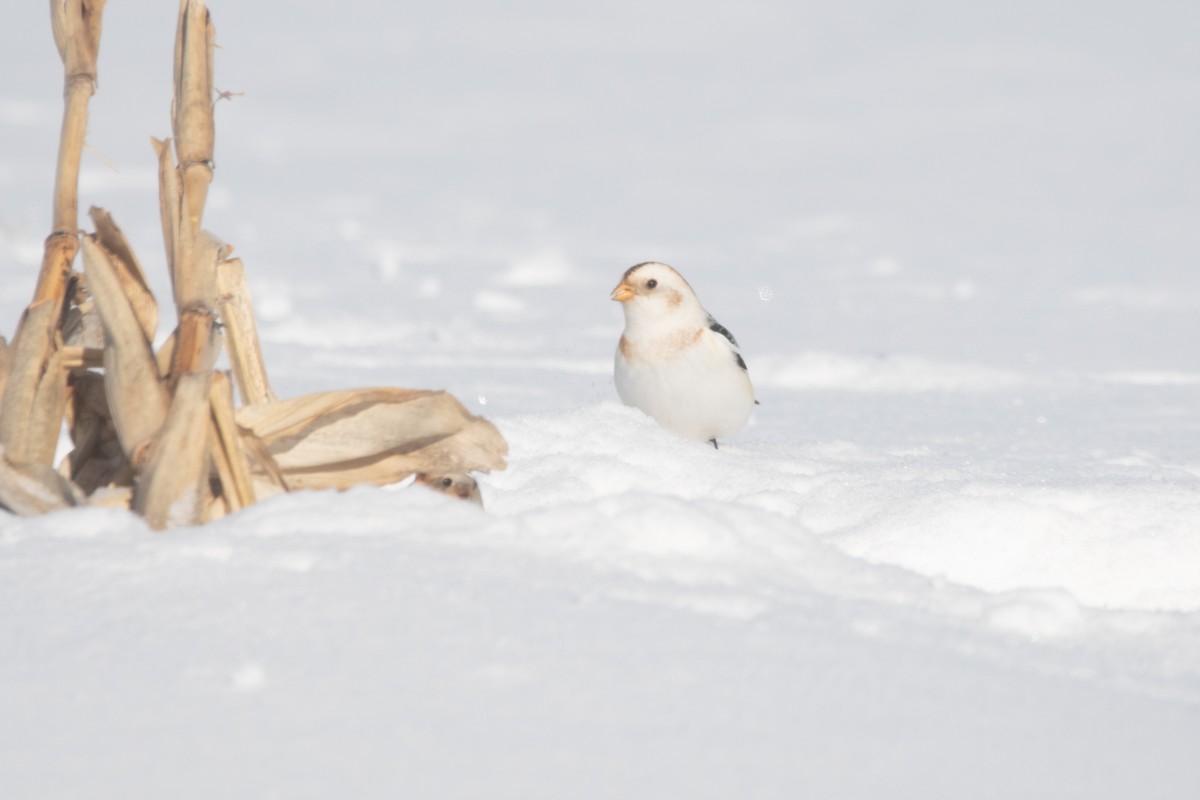 Snow Bunting - ML647478463