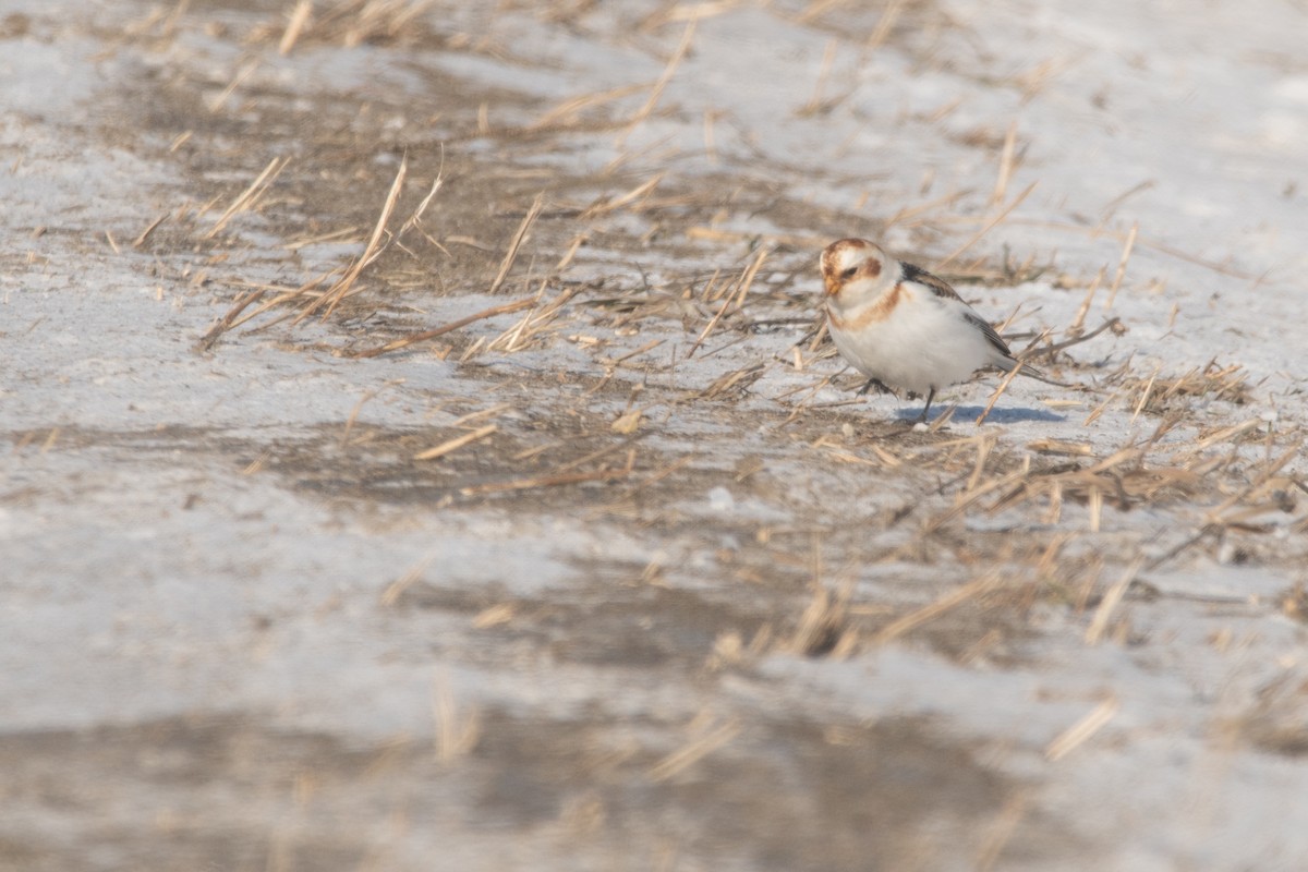 Snow Bunting - ML647478465