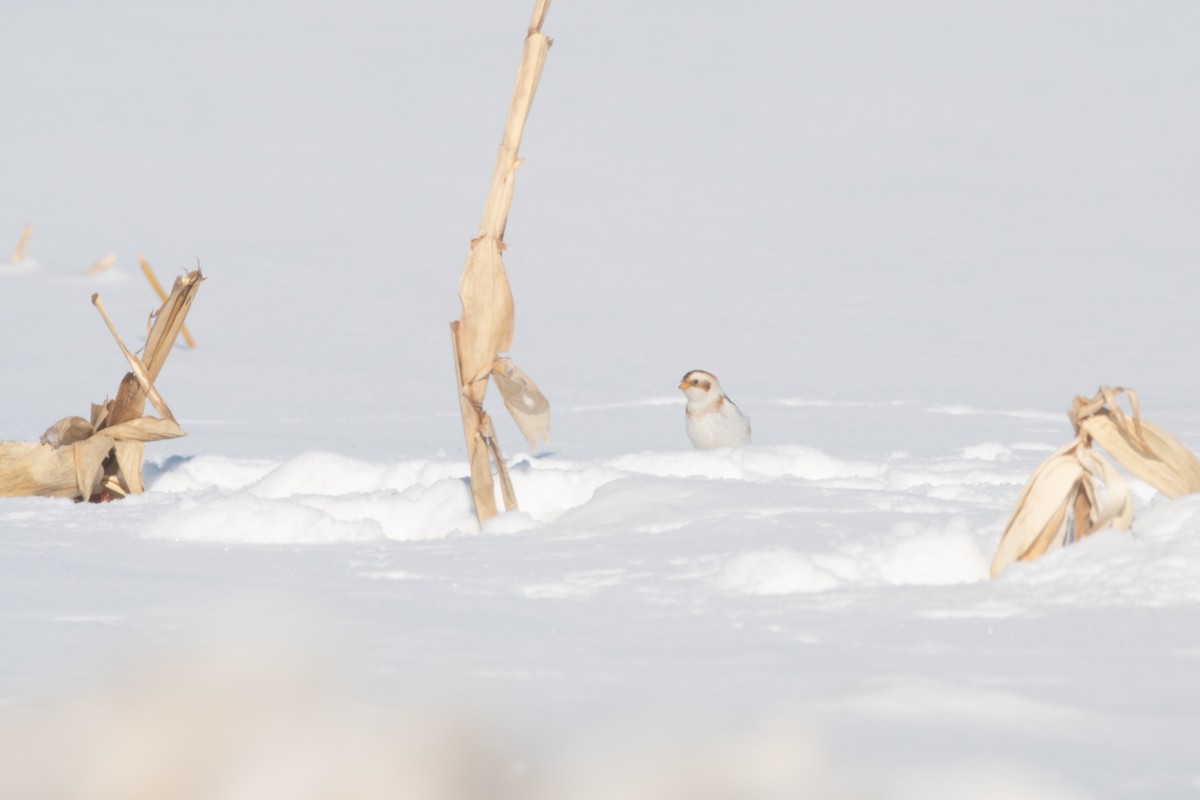 Snow Bunting - ML647478466