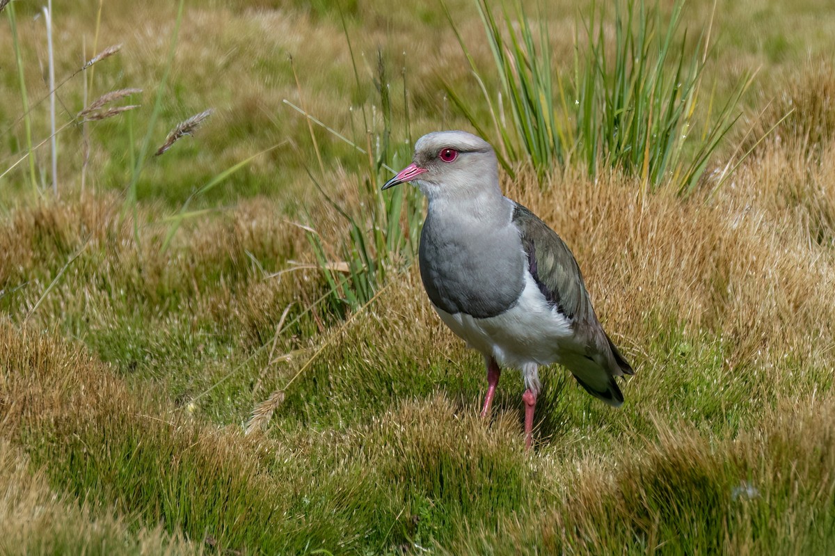 Andean Lapwing - ML647478467