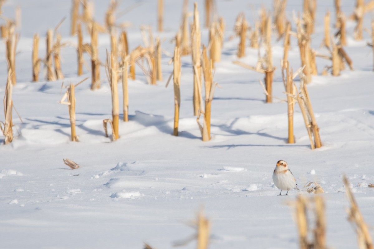 Snow Bunting - ML647478468