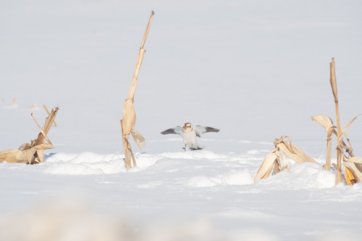 Snow Bunting - ML647478469