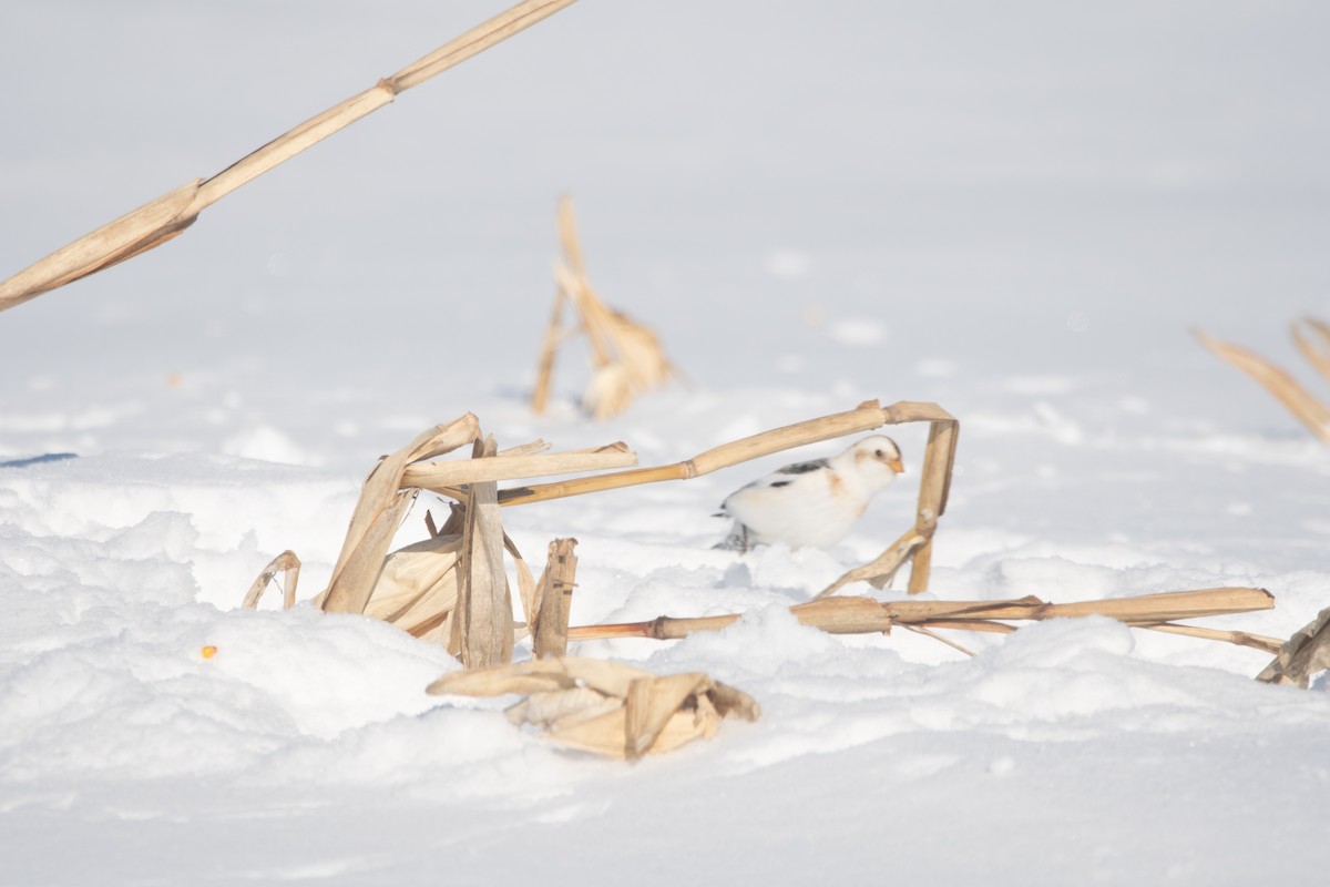 Snow Bunting - ML647478471