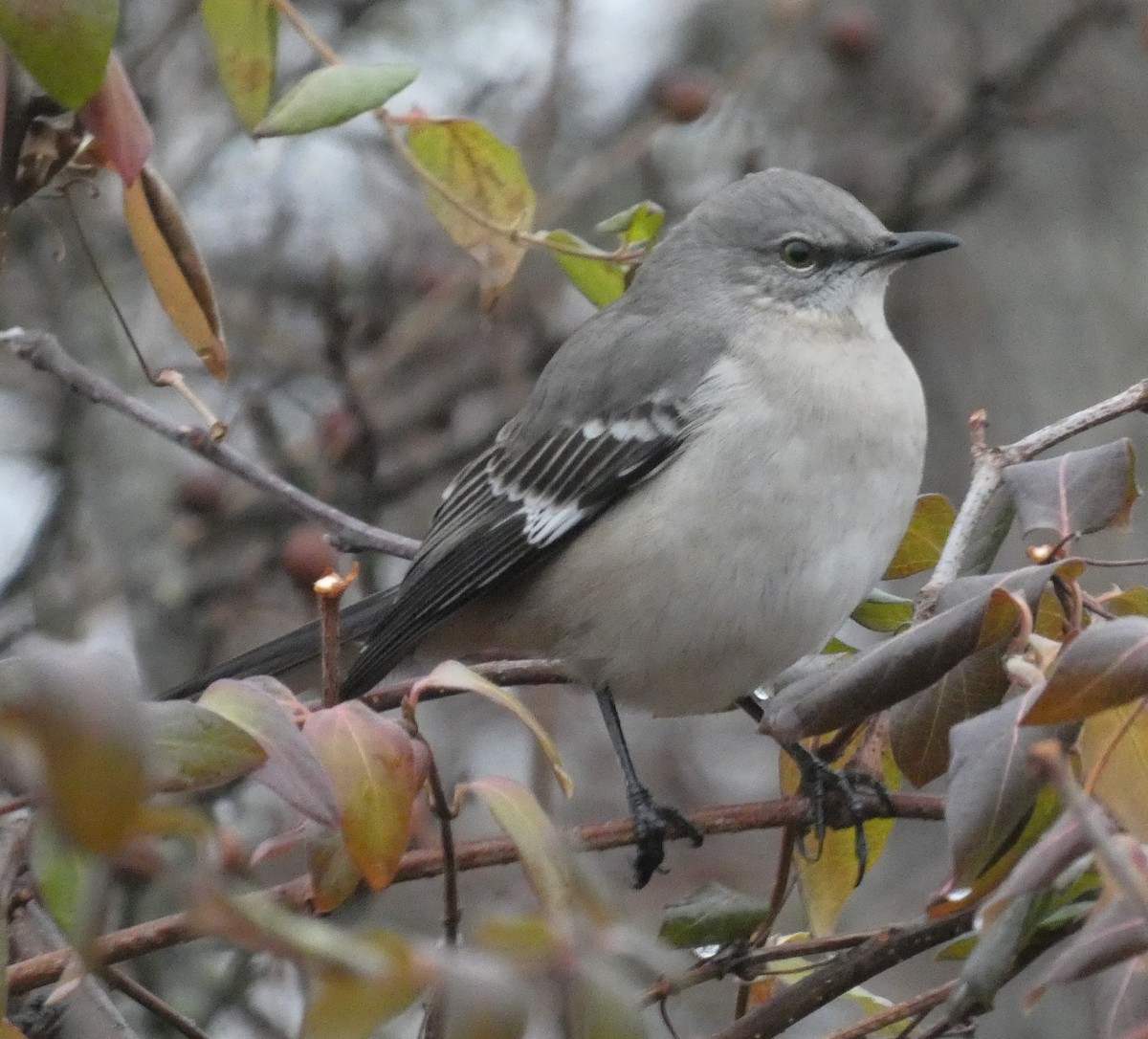 Northern Mockingbird - ML647478478