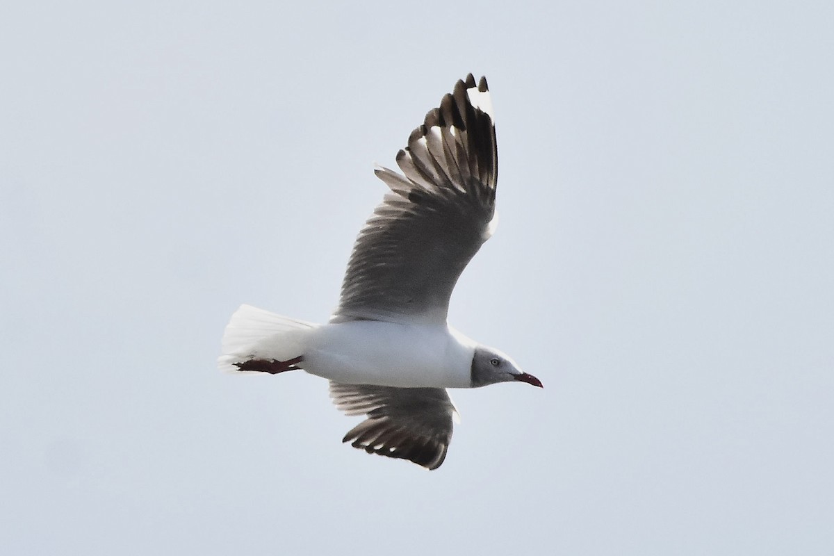 racek šedohlavý - ML647478486