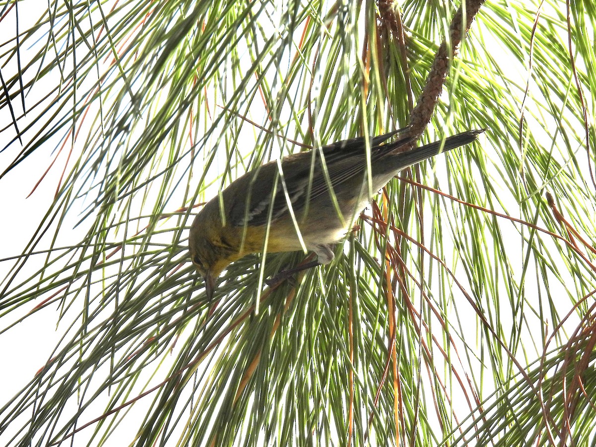 Сосновая древесница - ML647478490