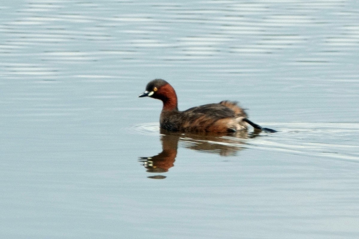 Little Grebe - ML647478495