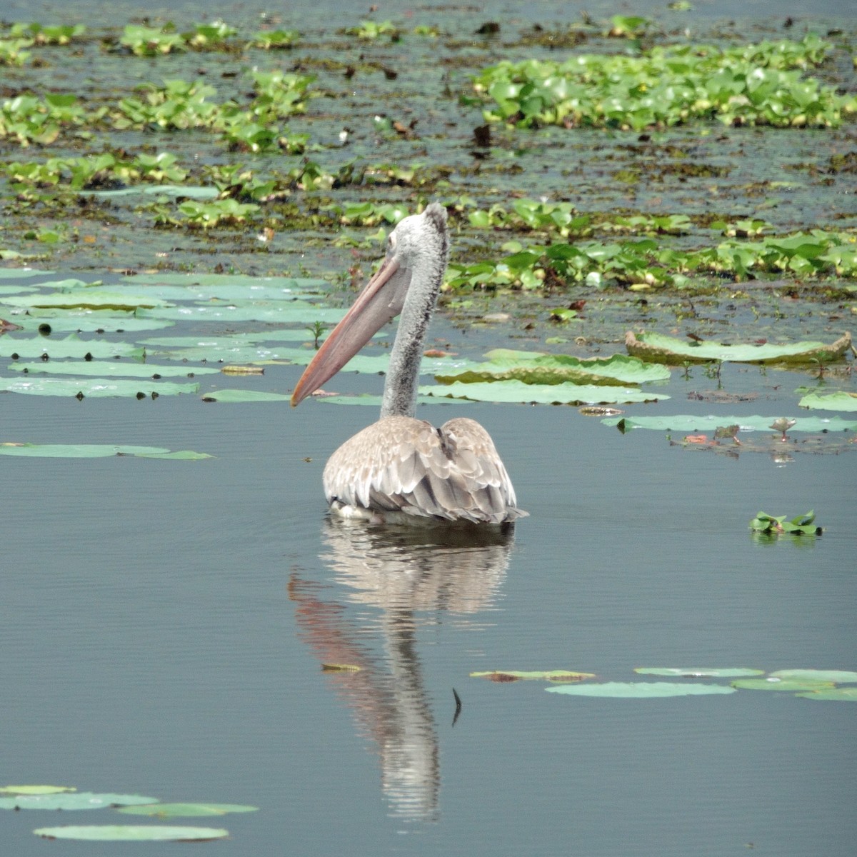 Spot-billed Pelican - ML647478508