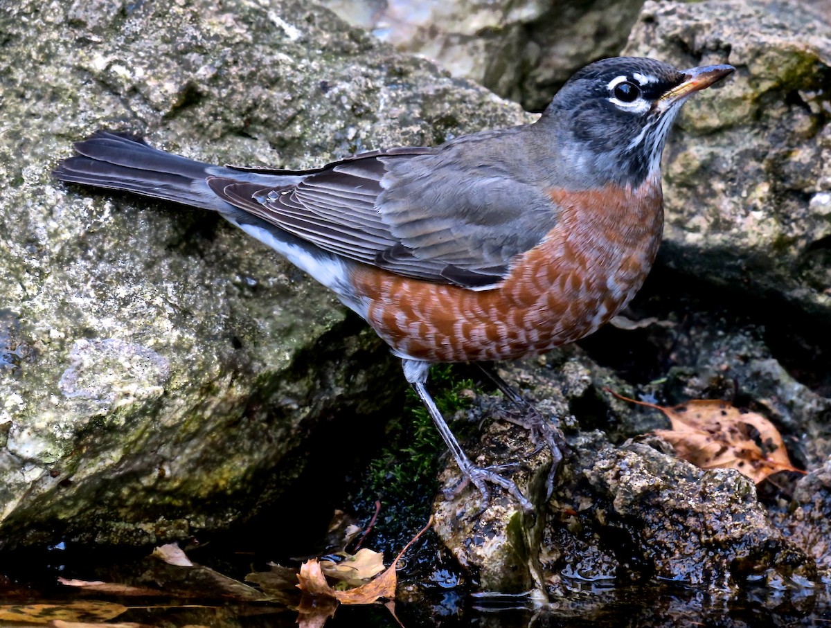American Robin - ML647478533