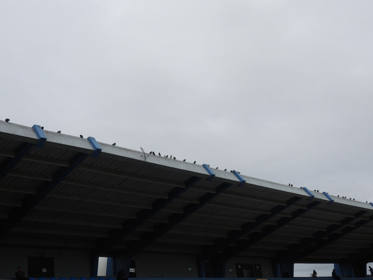 カワラバト（ドバト、家畜型） - ML647478542