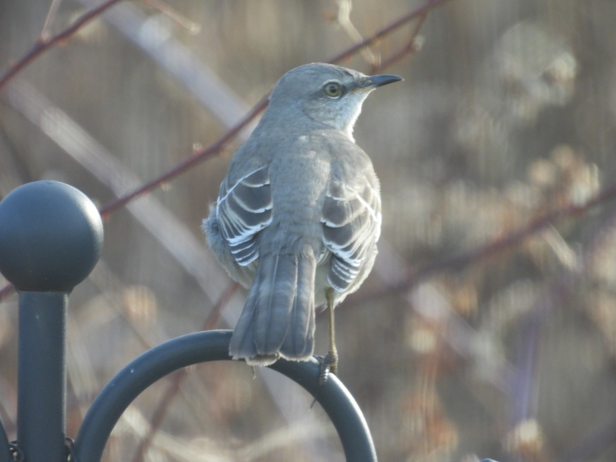 Northern Mockingbird - ML647478555