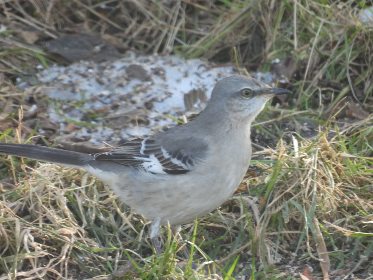 Northern Mockingbird - ML647478556