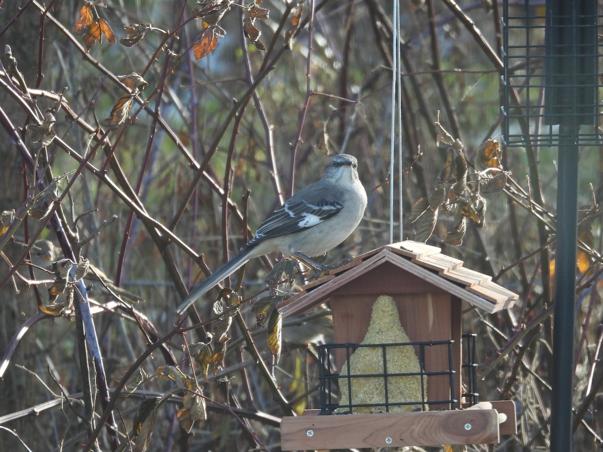 Northern Mockingbird - ML647478557