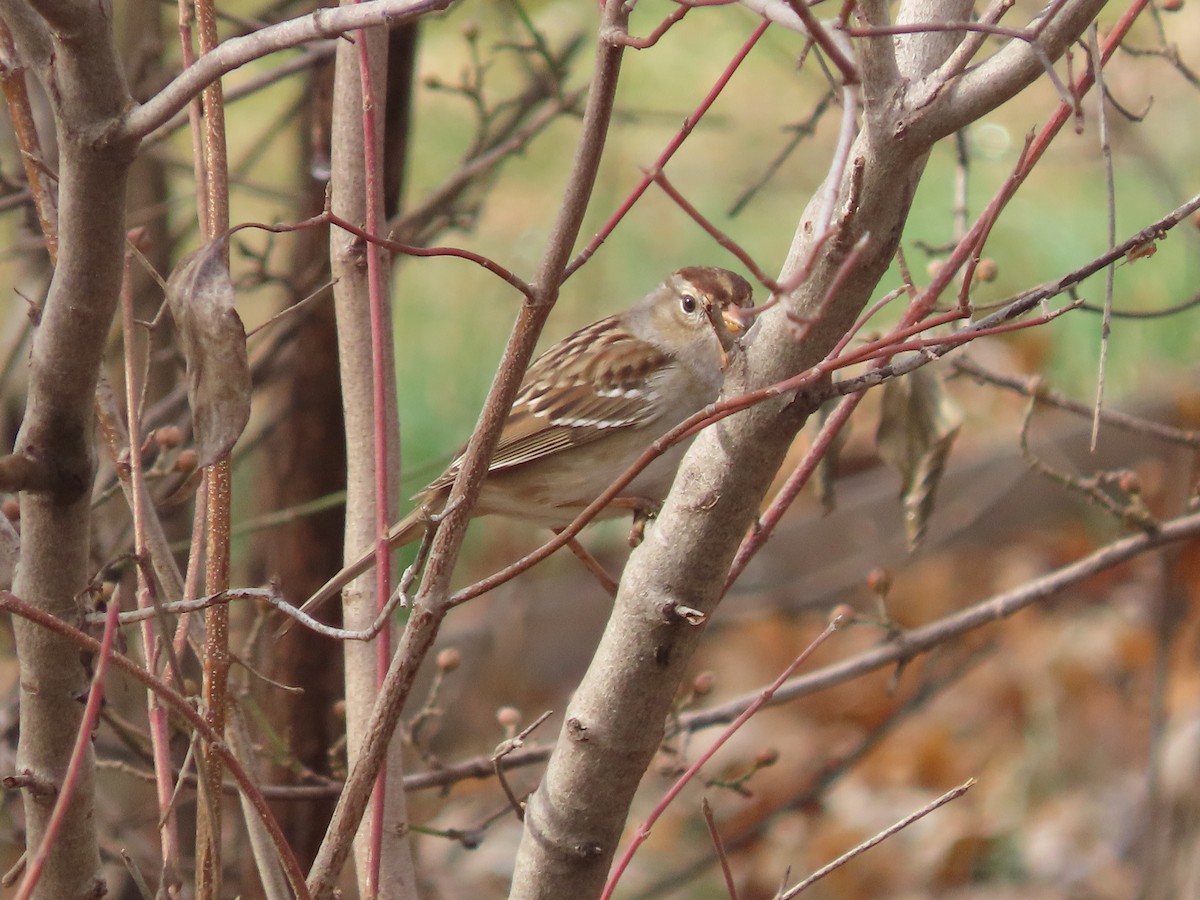 White-crowned Sparrow - ML647478561
