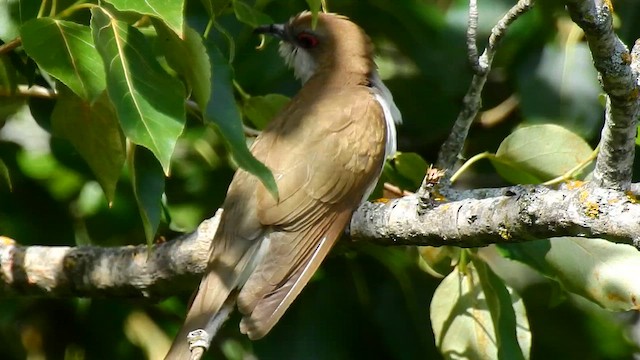 Кукліло чорнодзьобий - ML647478594