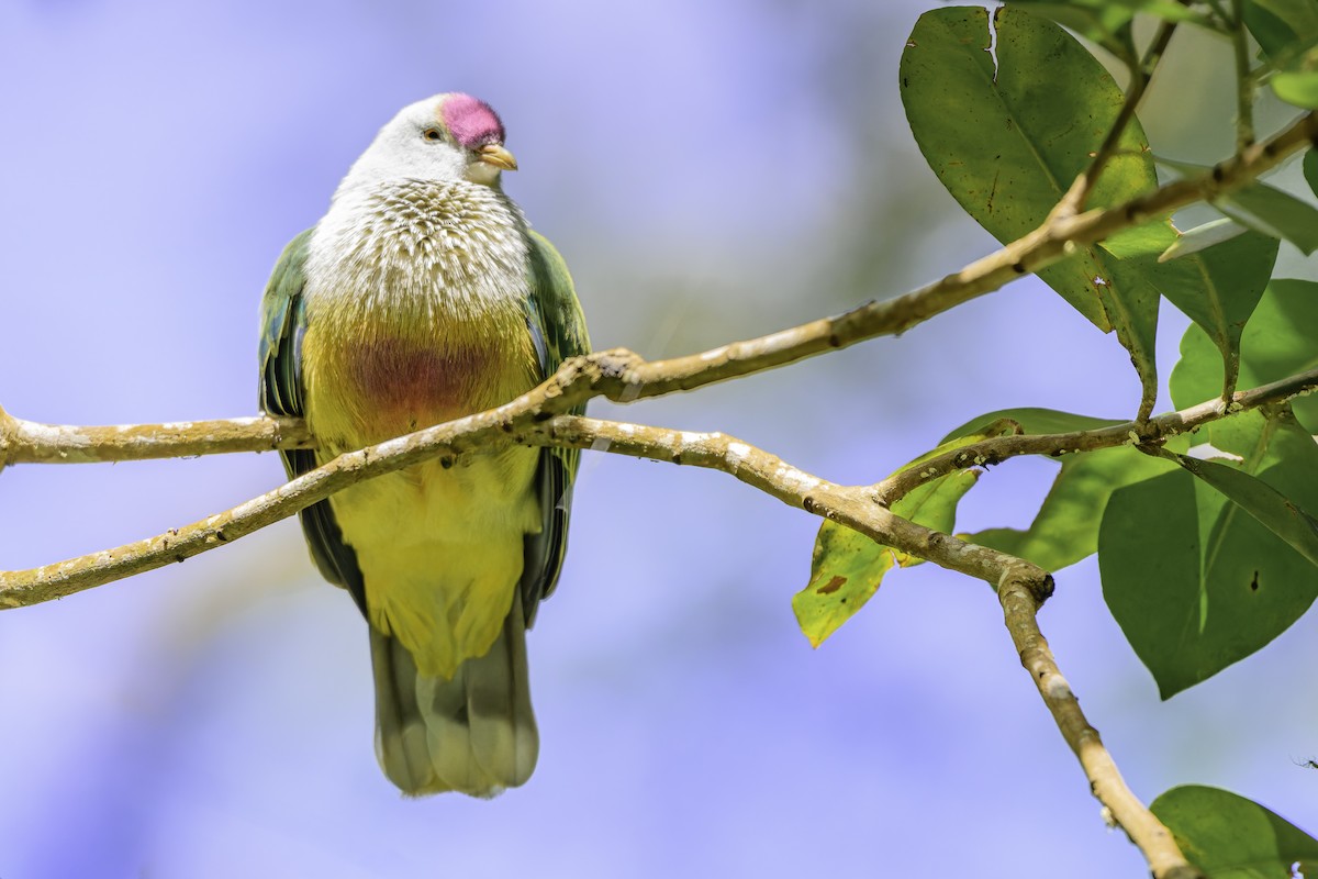 Cook Islands Fruit-Dove - ML647478596