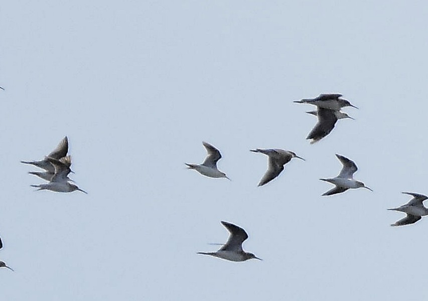 Wilson's Phalarope - ML647478597