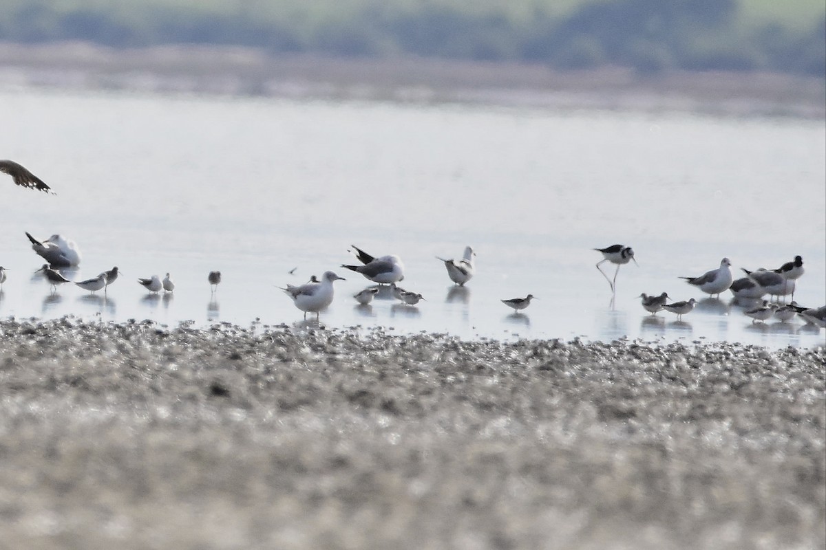 Wilson's Phalarope - ML647478598