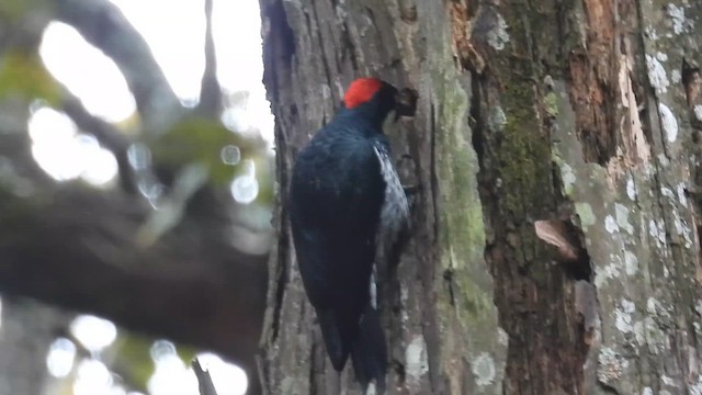 Гіла чорновола - ML647478604