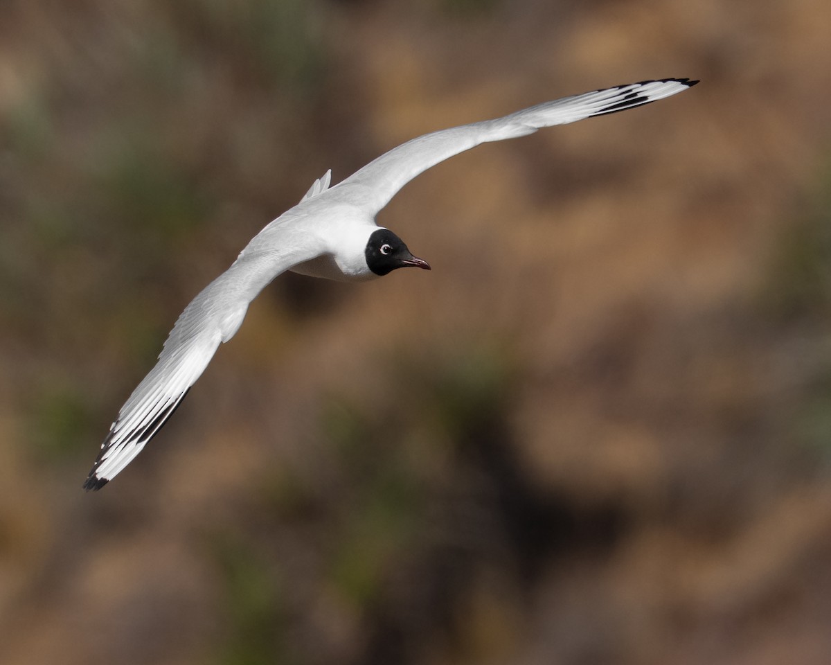 Andean Gull - ML647478611