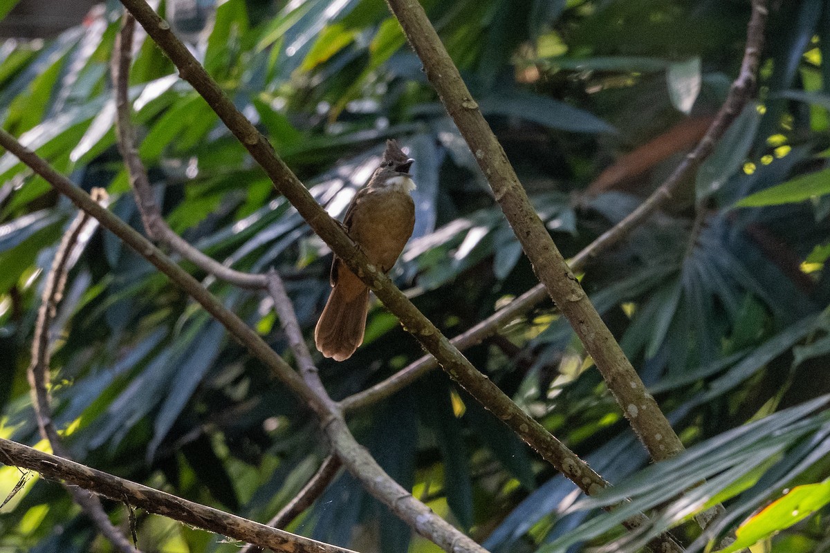 Ochraceous Bulbul - ML647478612