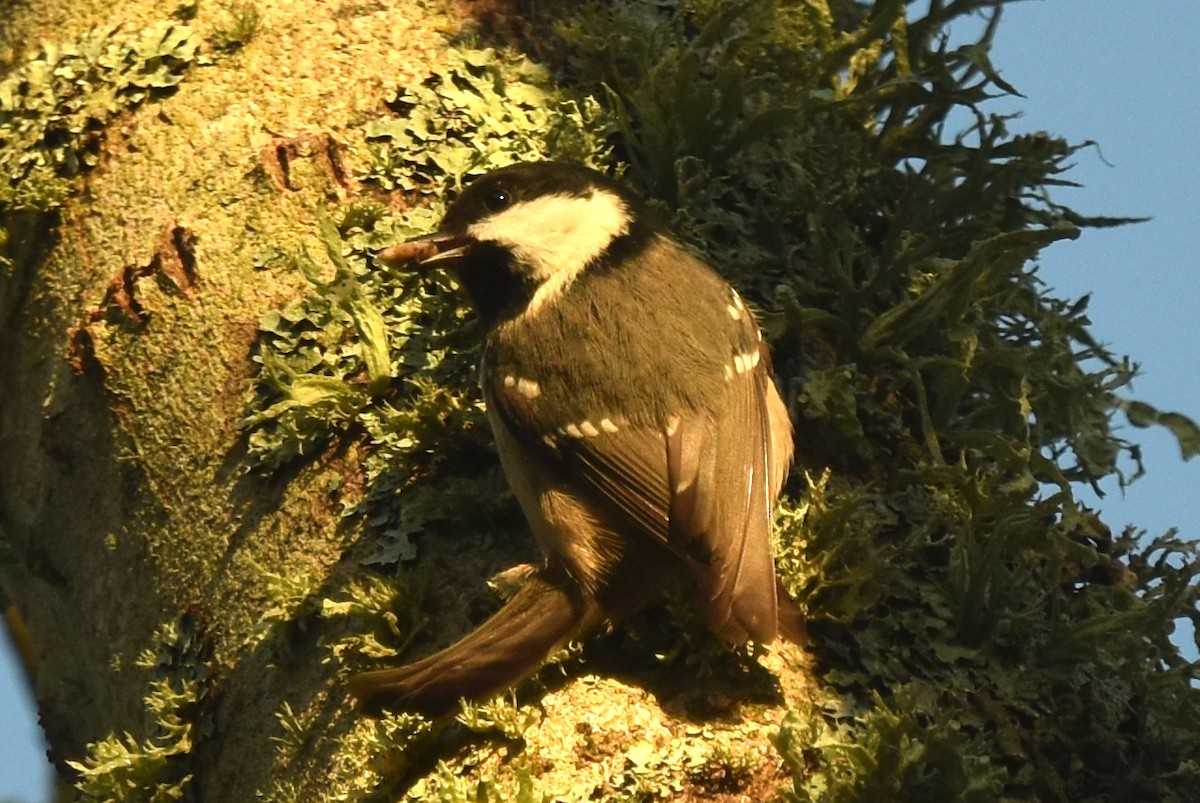 Coal Tit - ML647478615