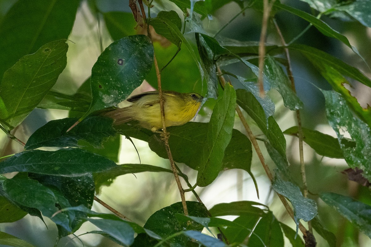 Pin-striped Tit-Babbler - ML647478616