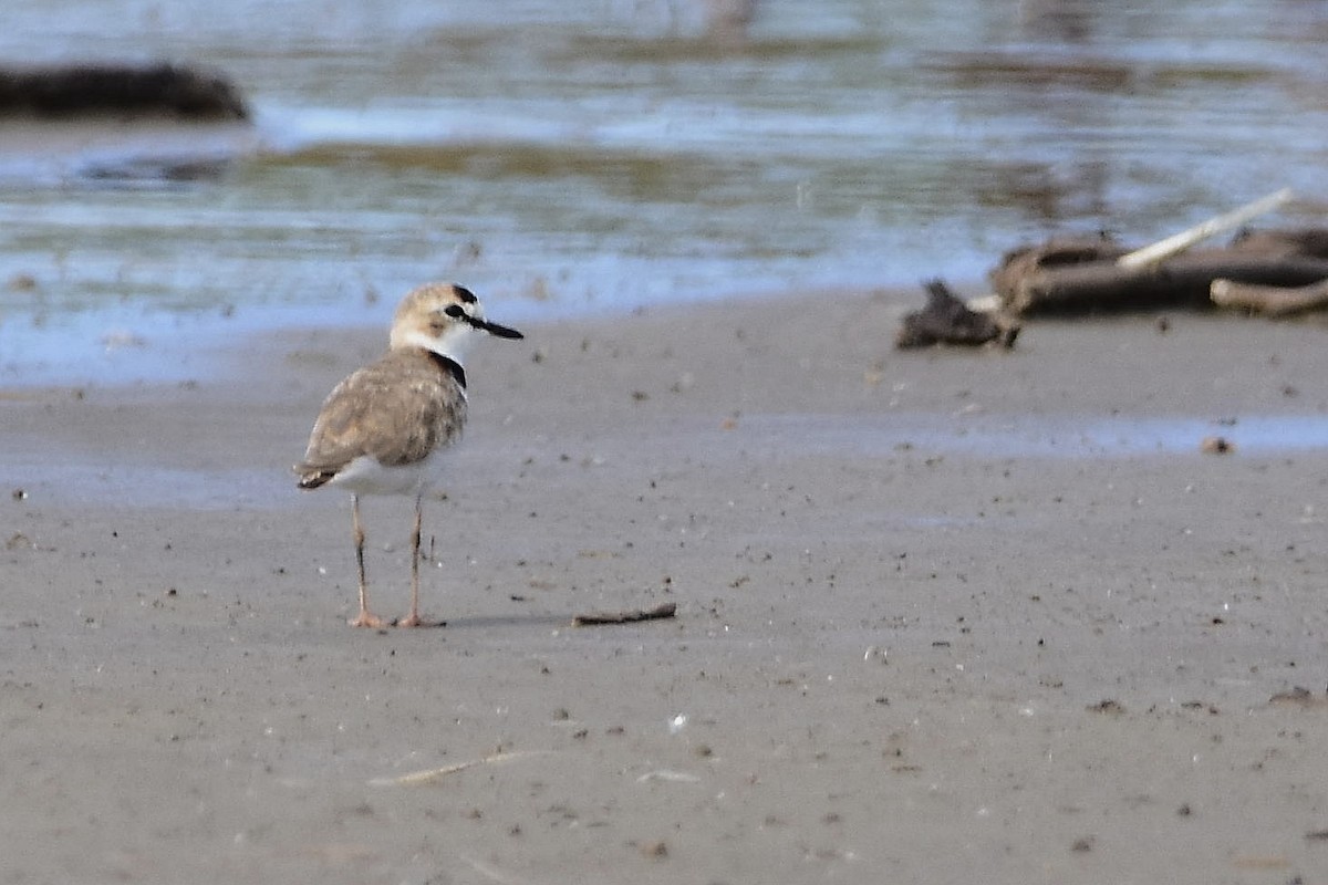Collared Plover - ML647478617