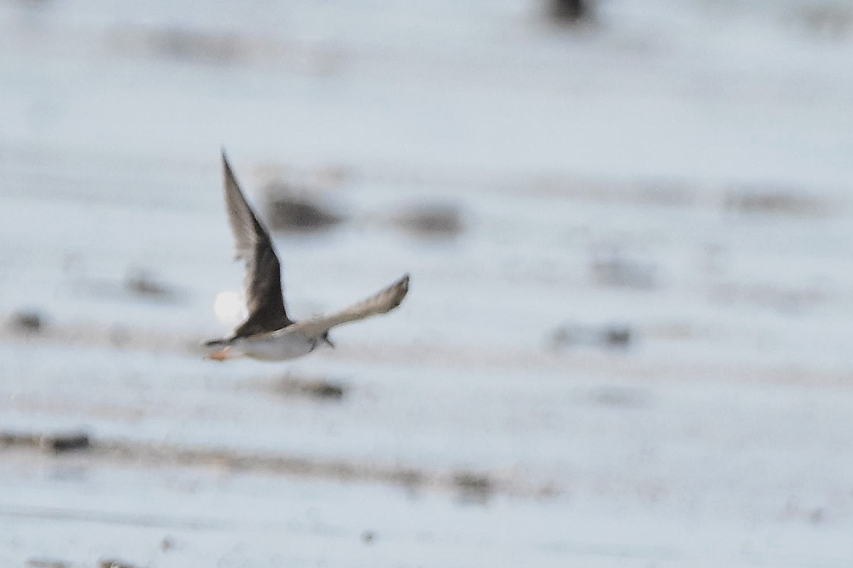 Collared Plover - ML647478618
