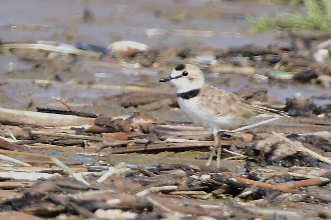 Collared Plover - ML647478619