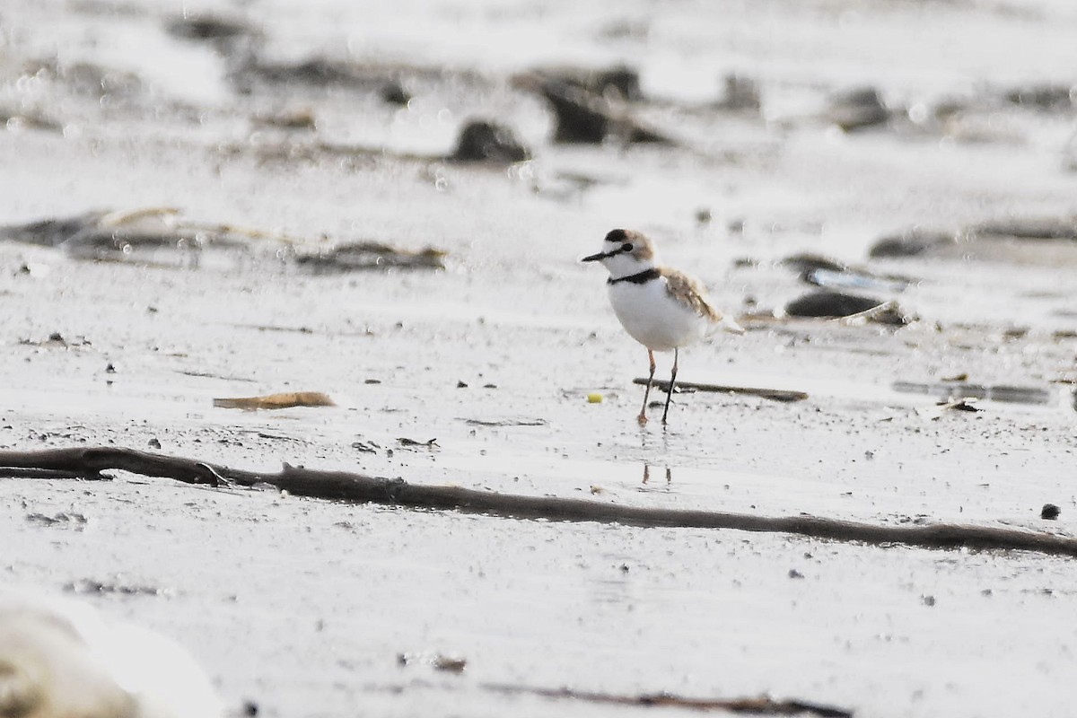 Collared Plover - ML647478620