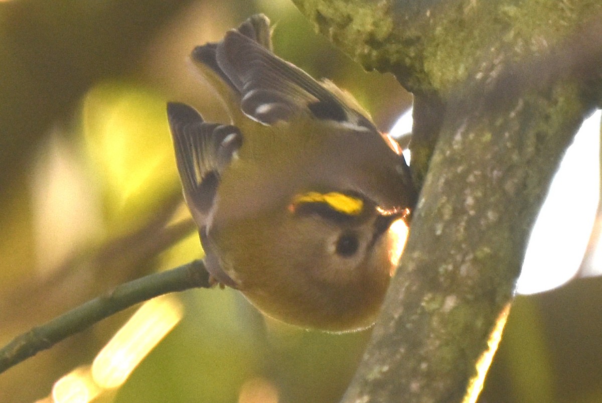 戴菊鳥 - ML647478621