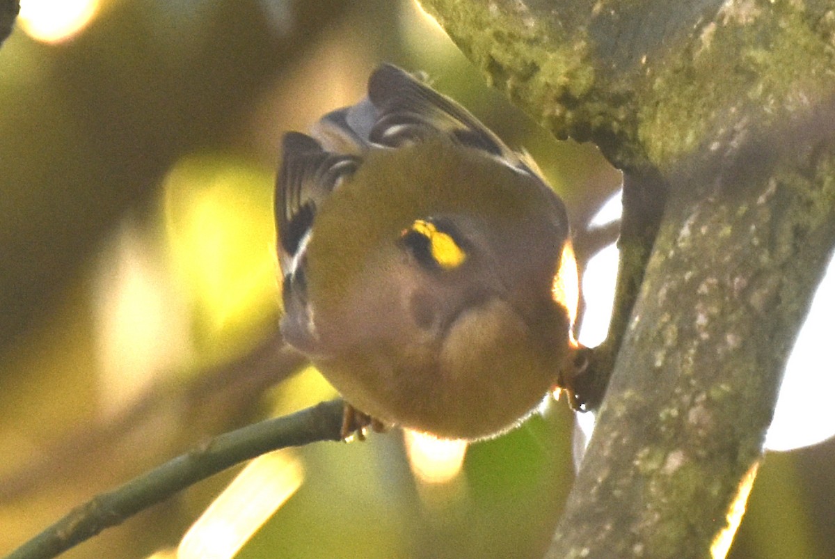 戴菊鳥 - ML647478623