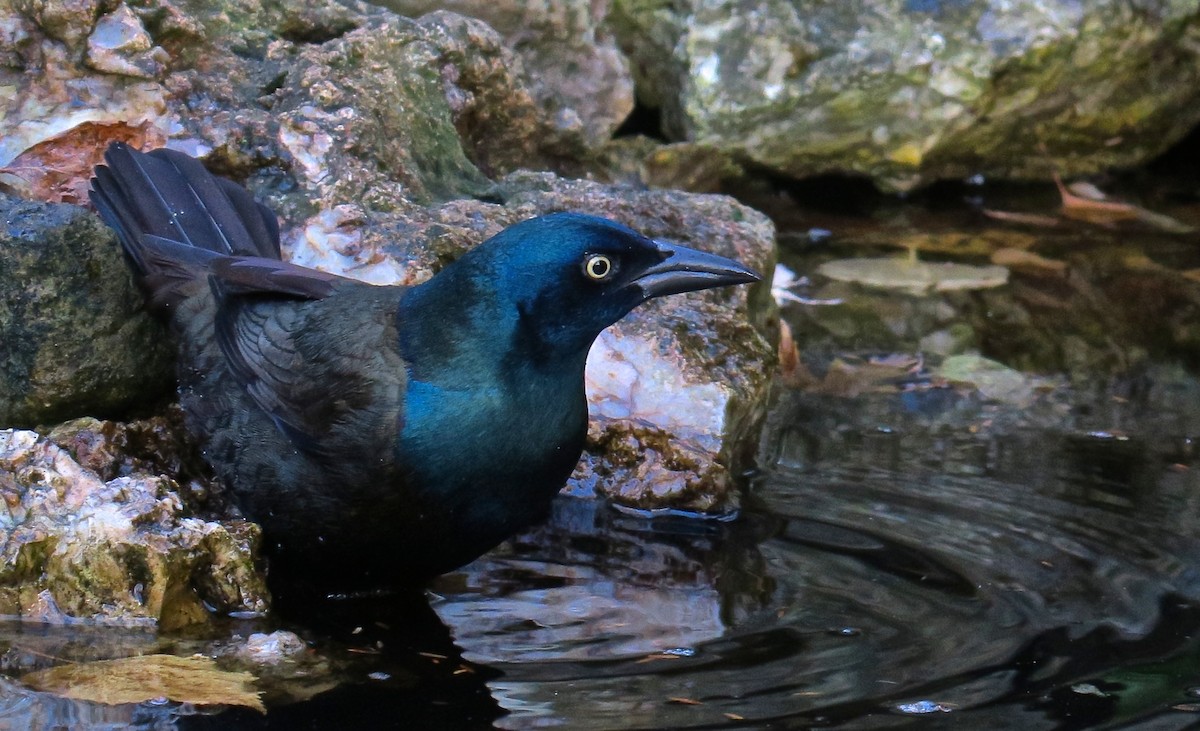 Common Grackle - ML647478624