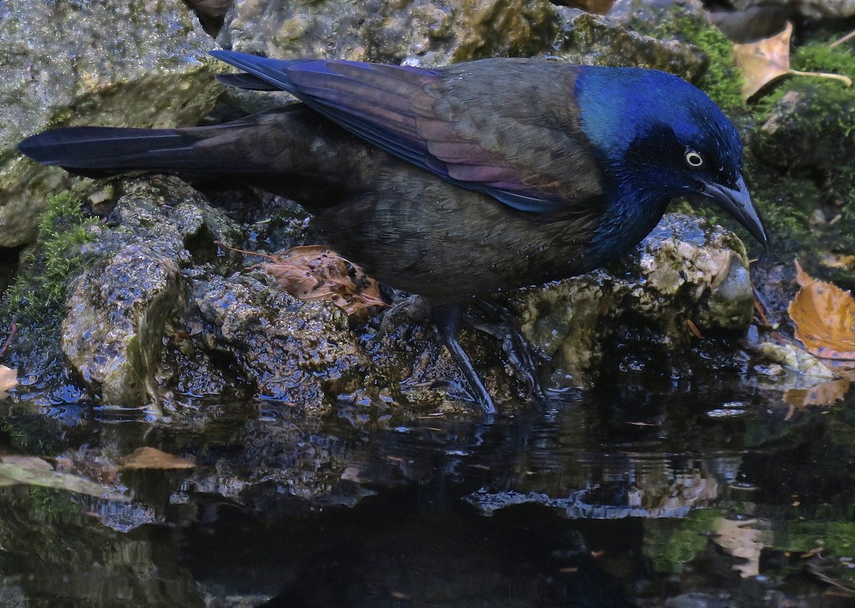 Common Grackle - ML647478625