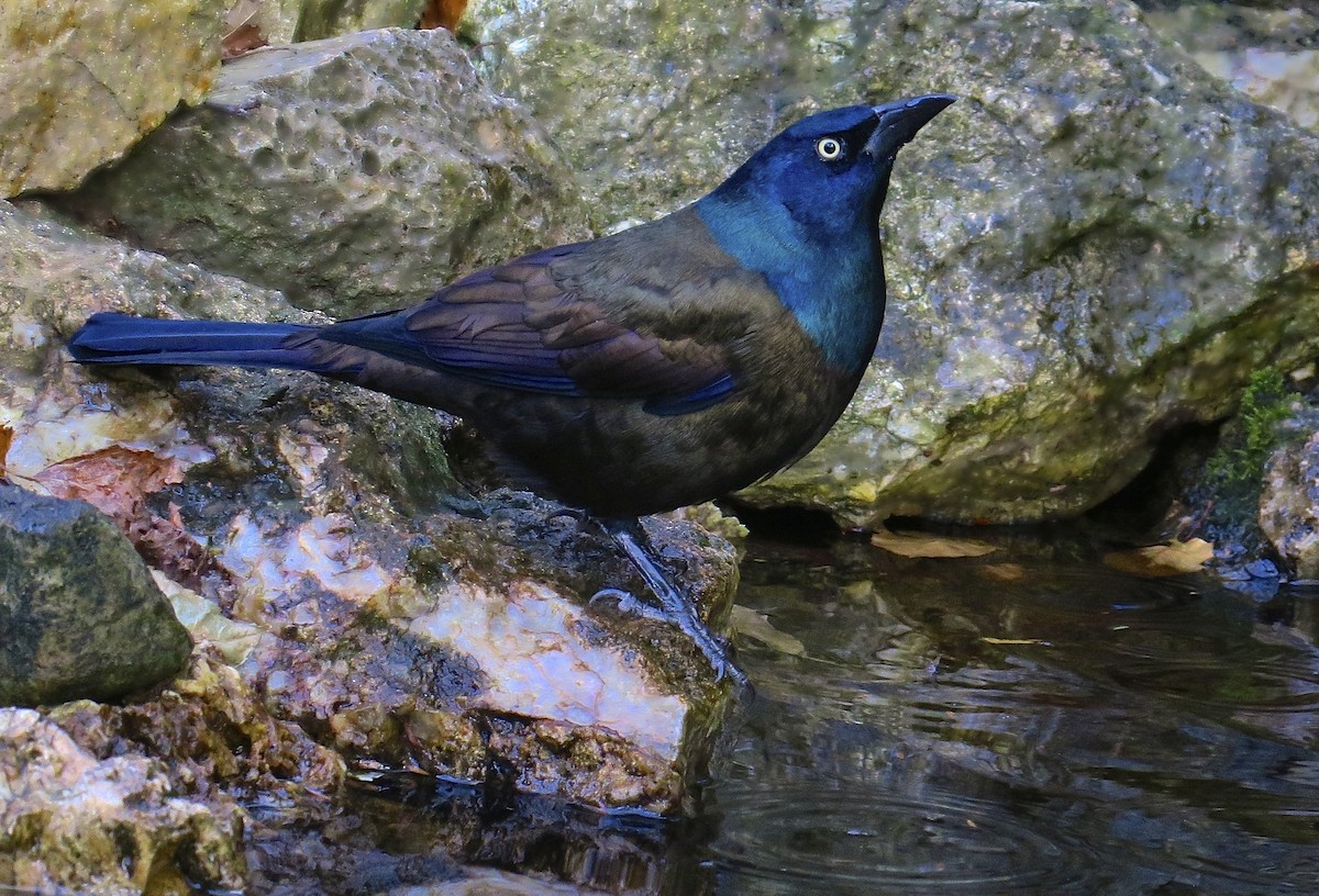Common Grackle - ML647478626