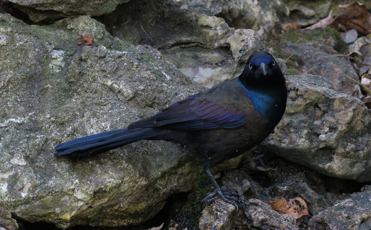 Common Grackle - ML647478627