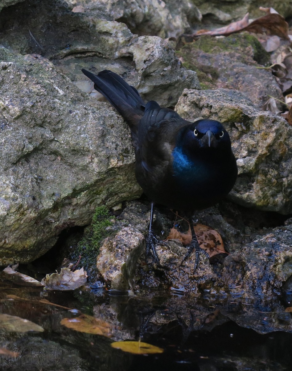Common Grackle - ML647478628