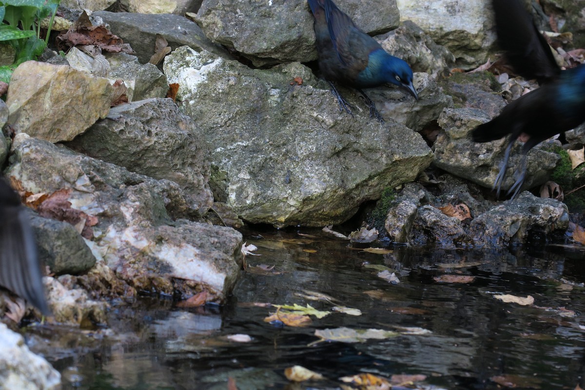 Common Grackle - ML647478629