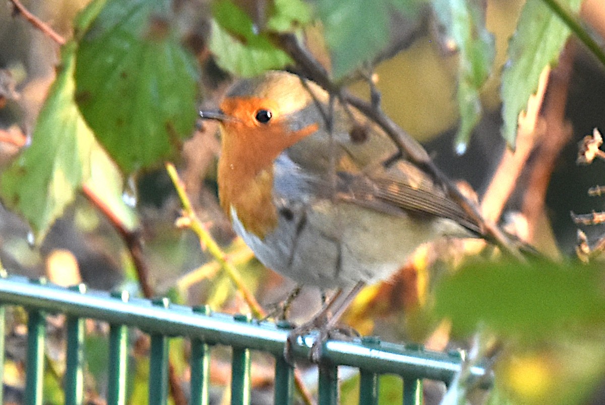 European Robin - ML647478630