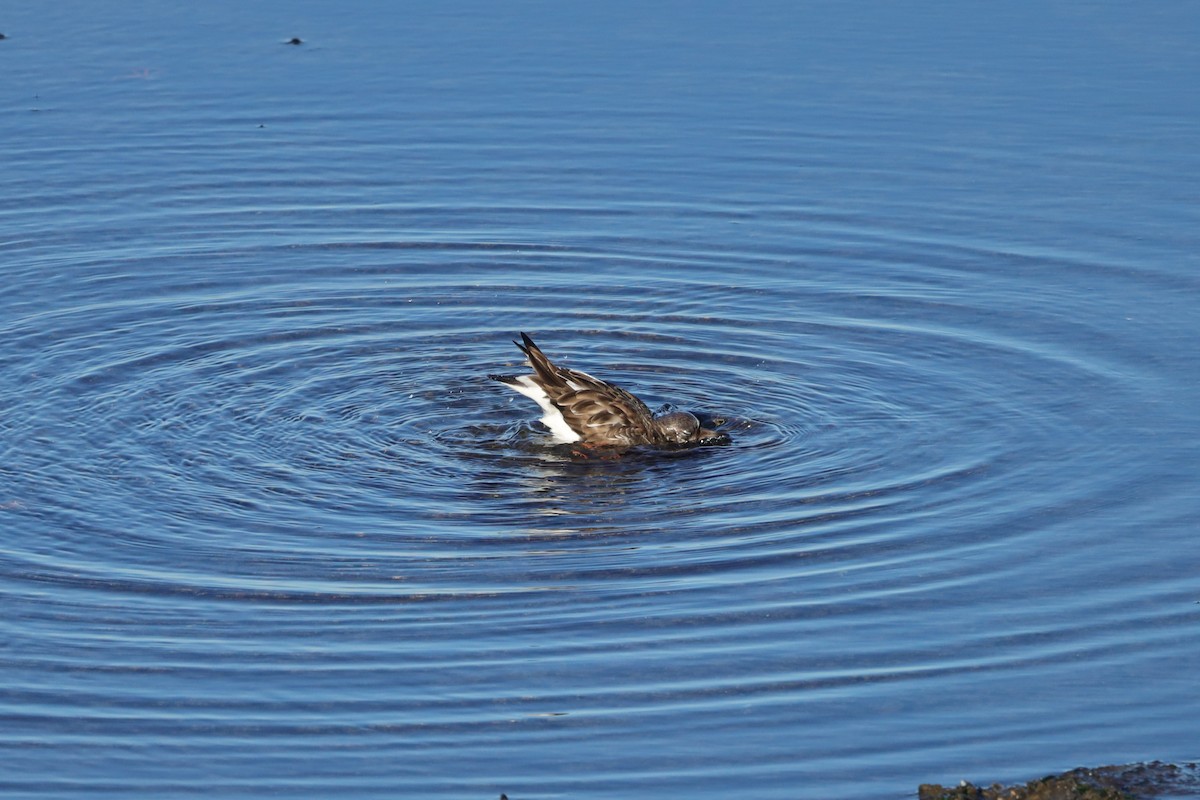 翻石鷸 - ML647478631