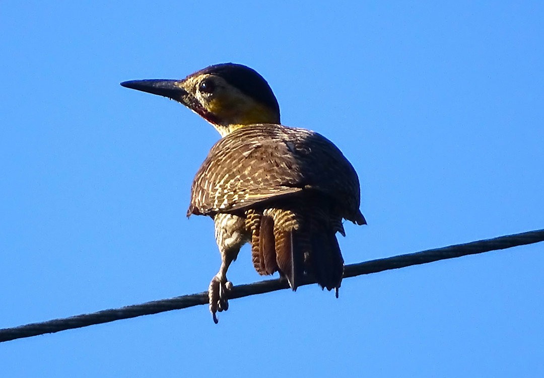 Campo Flicker - ML647478633