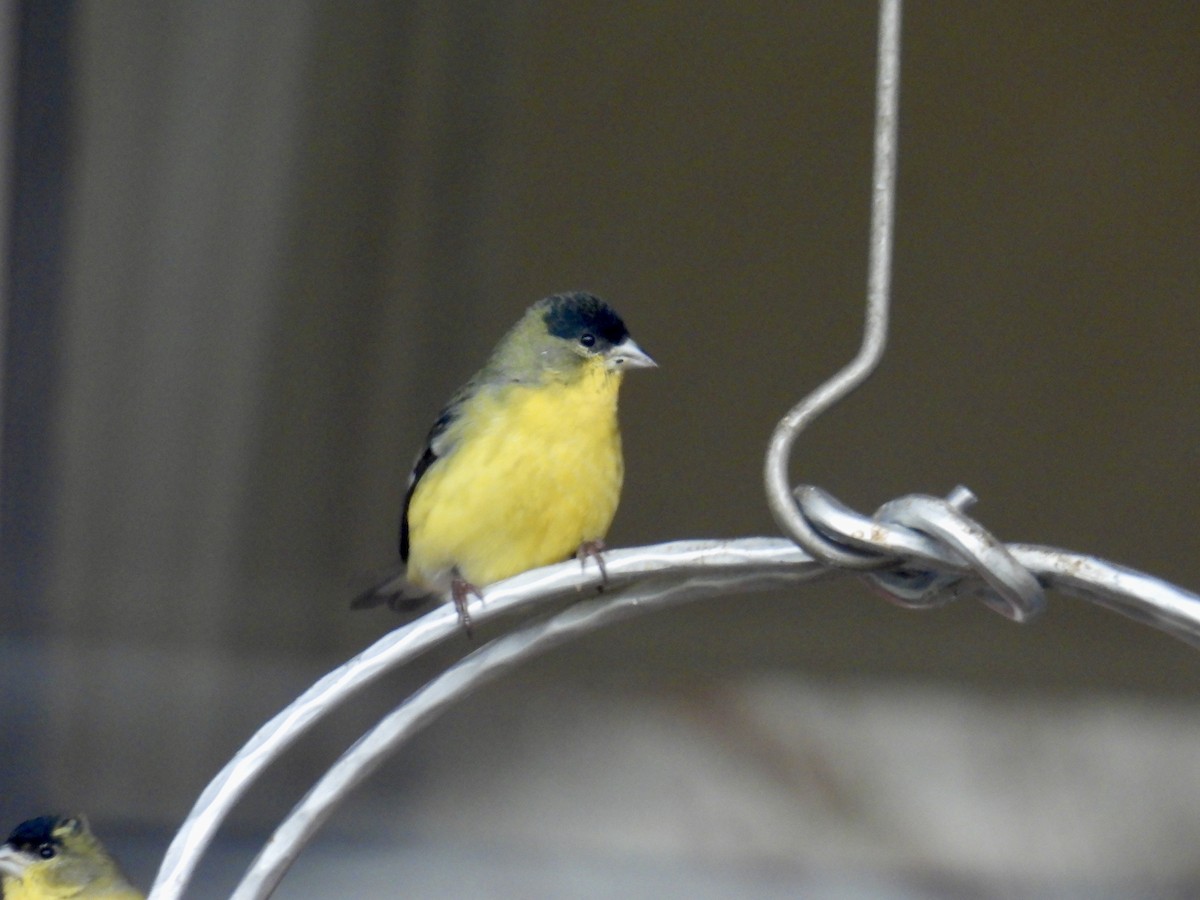 Lesser Goldfinch - ML647478634