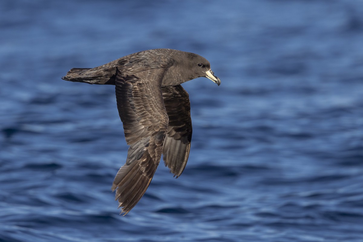 Westland Petrel - ML647478635