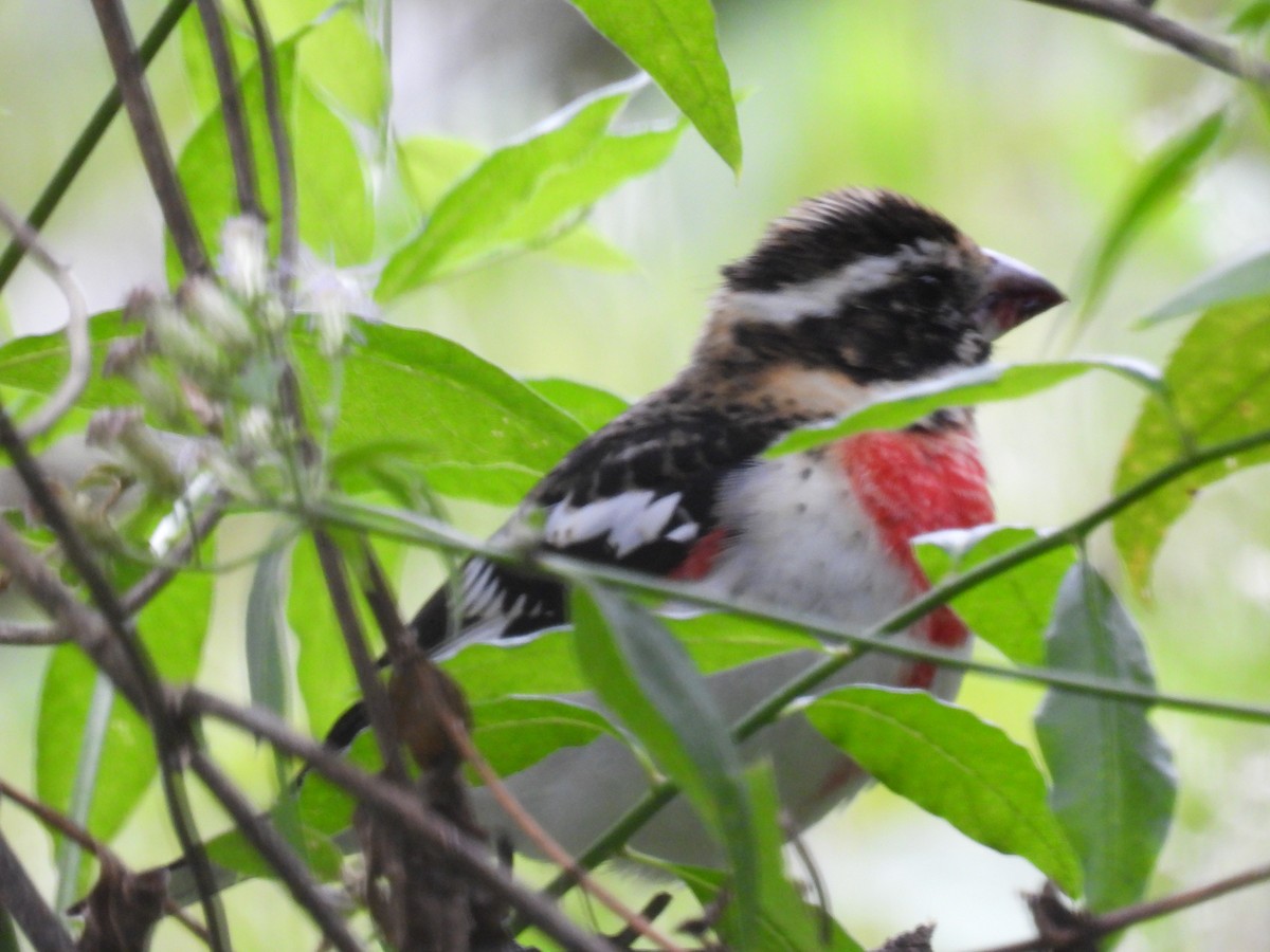 Rose-breasted Grosbeak - ML647478636